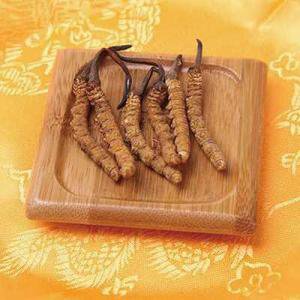 冬虫夏草功效