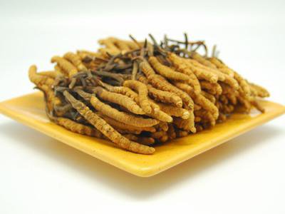 冬虫夏草