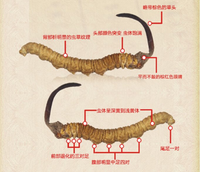 青海虫草网 冬虫夏草鉴别