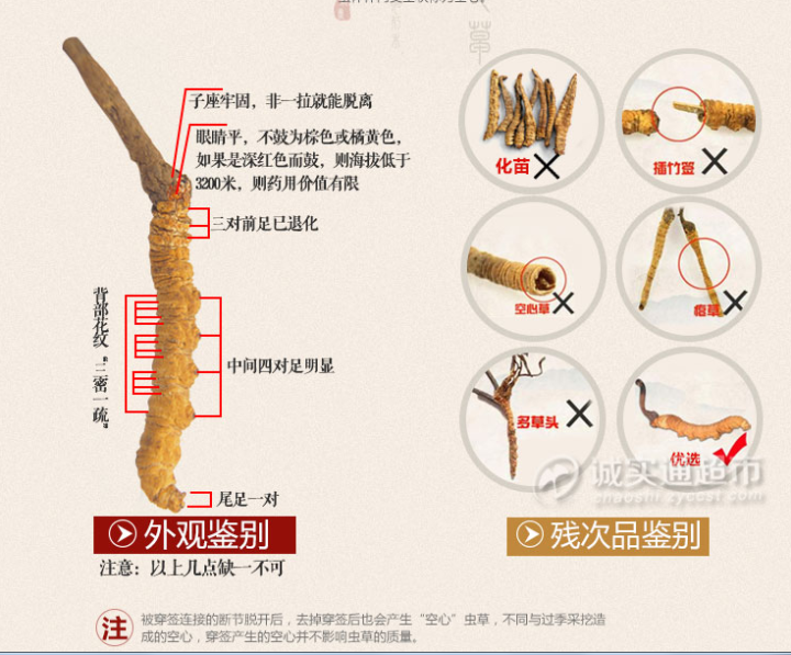 青海虫草网 冬虫夏草鉴别