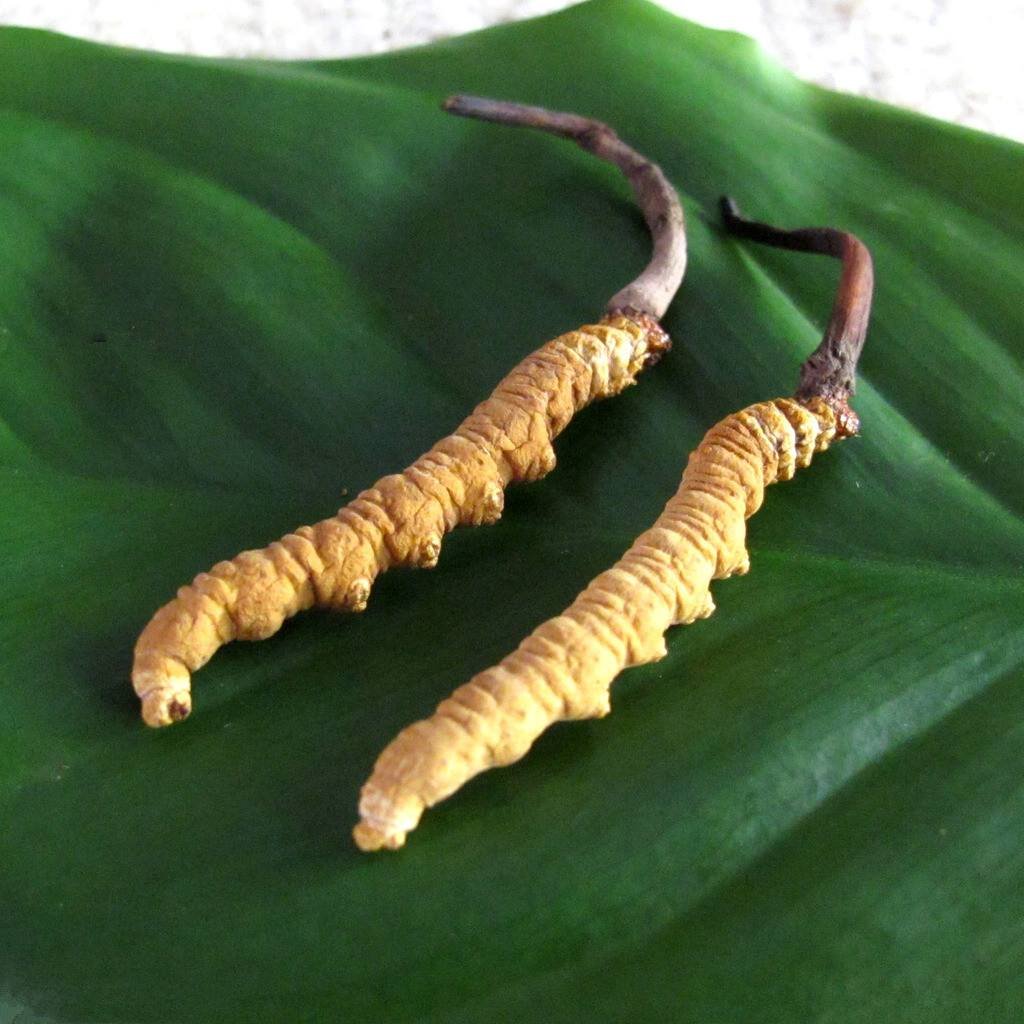 青海虫草网 哪些人不能吃冬虫夏草
