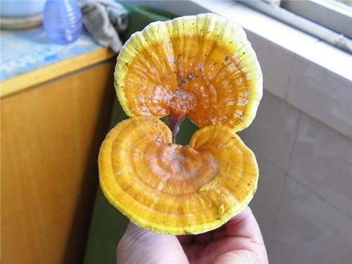 黄灵芝 黄灵芝的功效