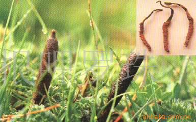 点此在新窗口浏览图片