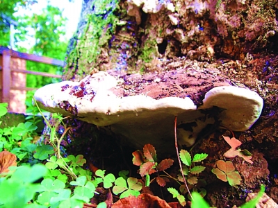 点此在新窗口浏览图片