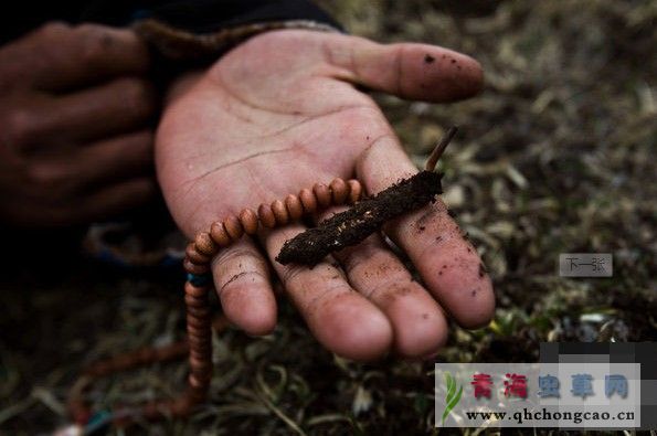 点此在新窗口浏览图片