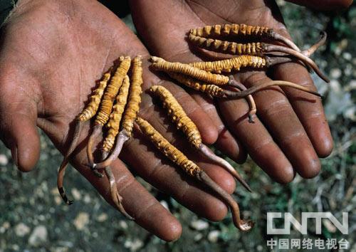 点此在新窗口浏览图片