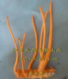 点此在新窗口浏览图片